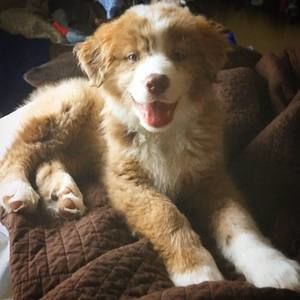 Meet your Posher, Carter